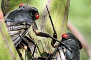 Redeye Cicada (Psaltoda moerens)